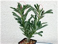 Adenium swazicum 